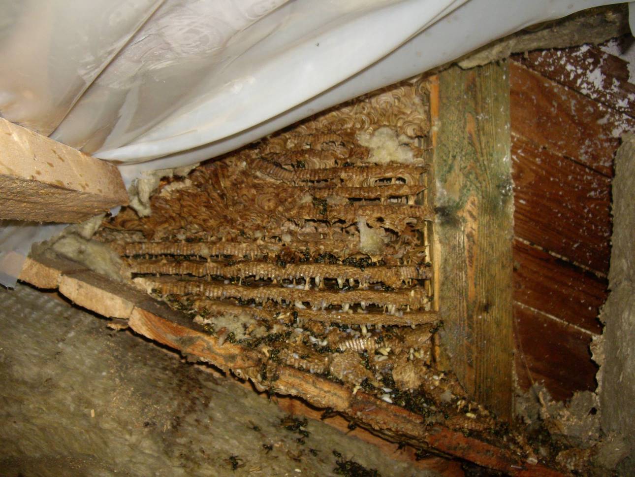 Feuerwehr Pohlheim - Wespennest in abgehängter Decke